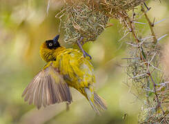 Lesser Masked Weaver