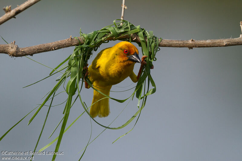 Eastern Golden Weaver male adult breeding, Reproduction-nesting