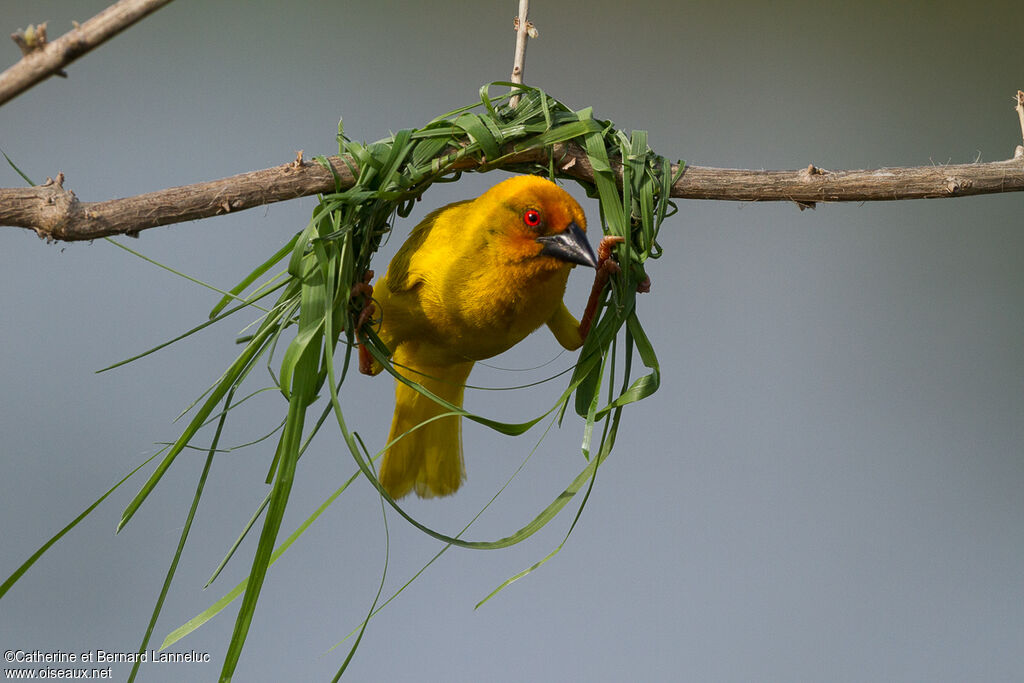 Tisserin jaune mâle adulte nuptial, Nidification