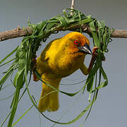 Eastern Golden Weaver