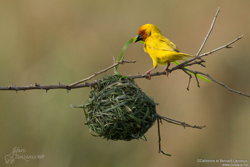 Eastern Golden Weaver male adult breeding, Reproduction-nesting, Behaviour