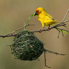 Tisserin jaune