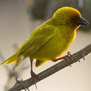 Eastern Golden Weaver