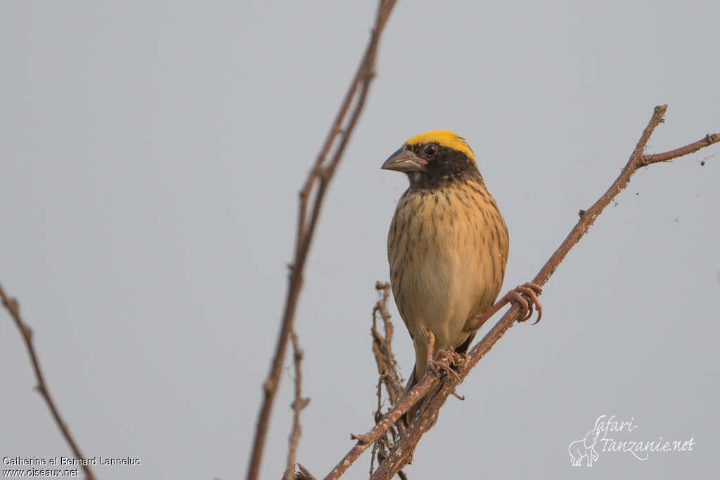 Streaked Weaver male adult breeding, close-up portrait