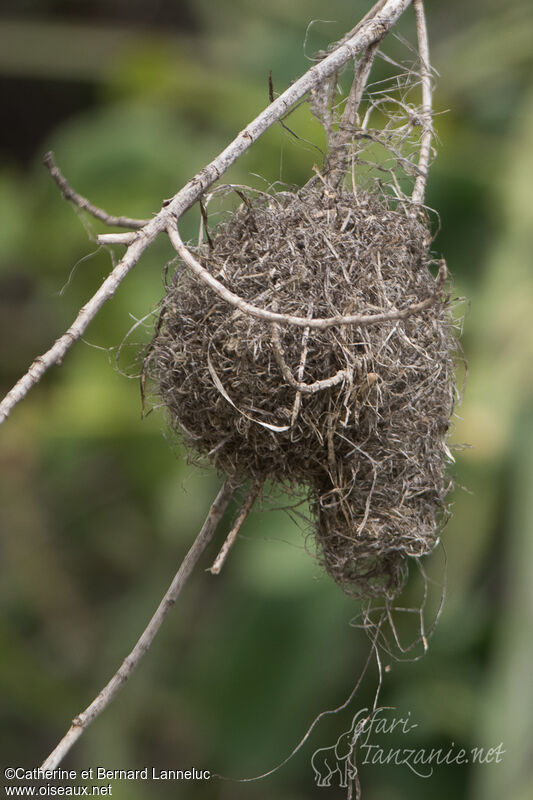 Little Weaver, Reproduction-nesting