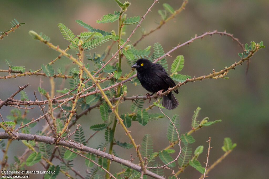 Vieillot's Black Weaver male