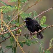 Vieillot's Black Weaver