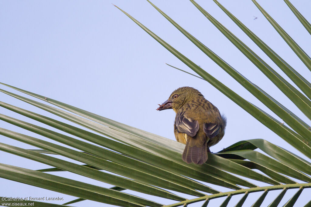 Vieillot's Black Weaver female