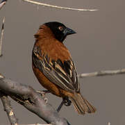 Chestnut Weaver