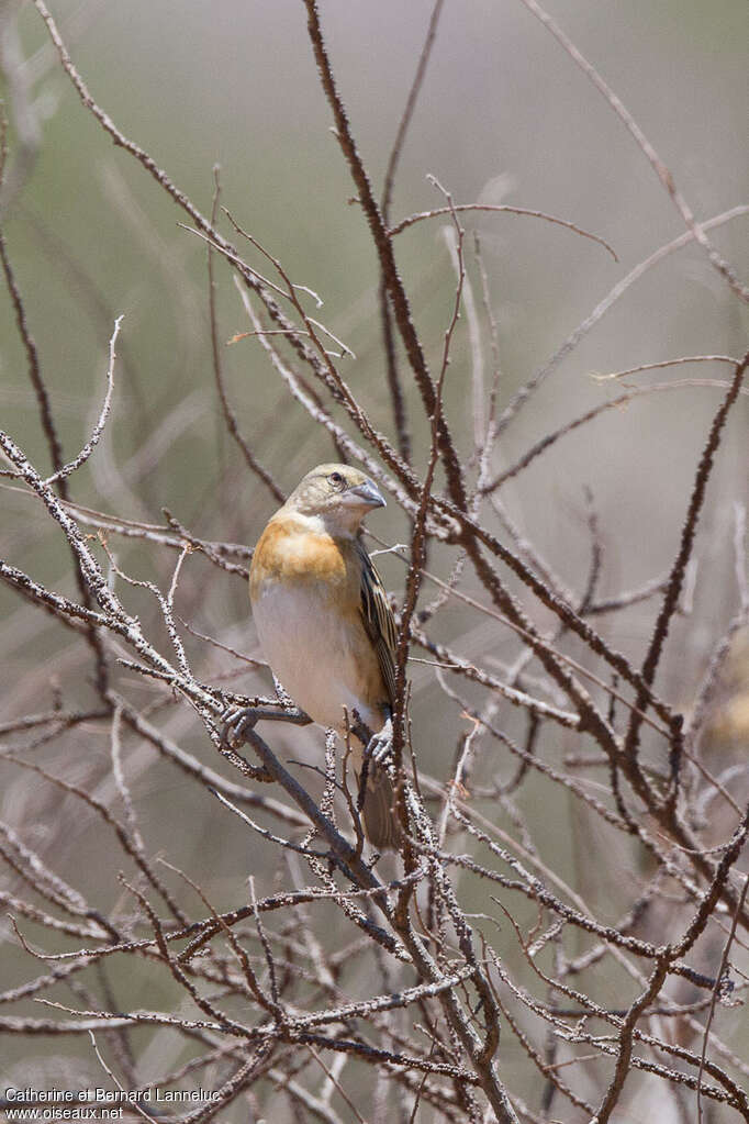 Chestnut Weaver female adult post breeding, identification