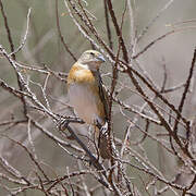 Chestnut Weaver