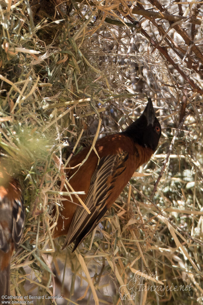 Chestnut Weaver male adult, Reproduction-nesting