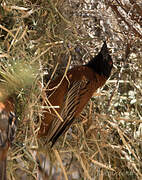 Chestnut Weaver