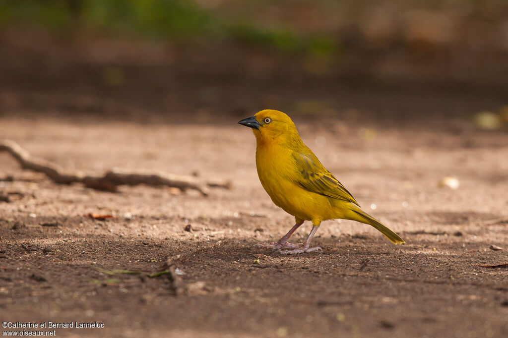 Holub's Golden Weaver male adult breeding, identification