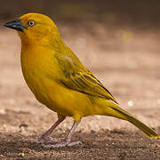 Holub's Golden Weaver