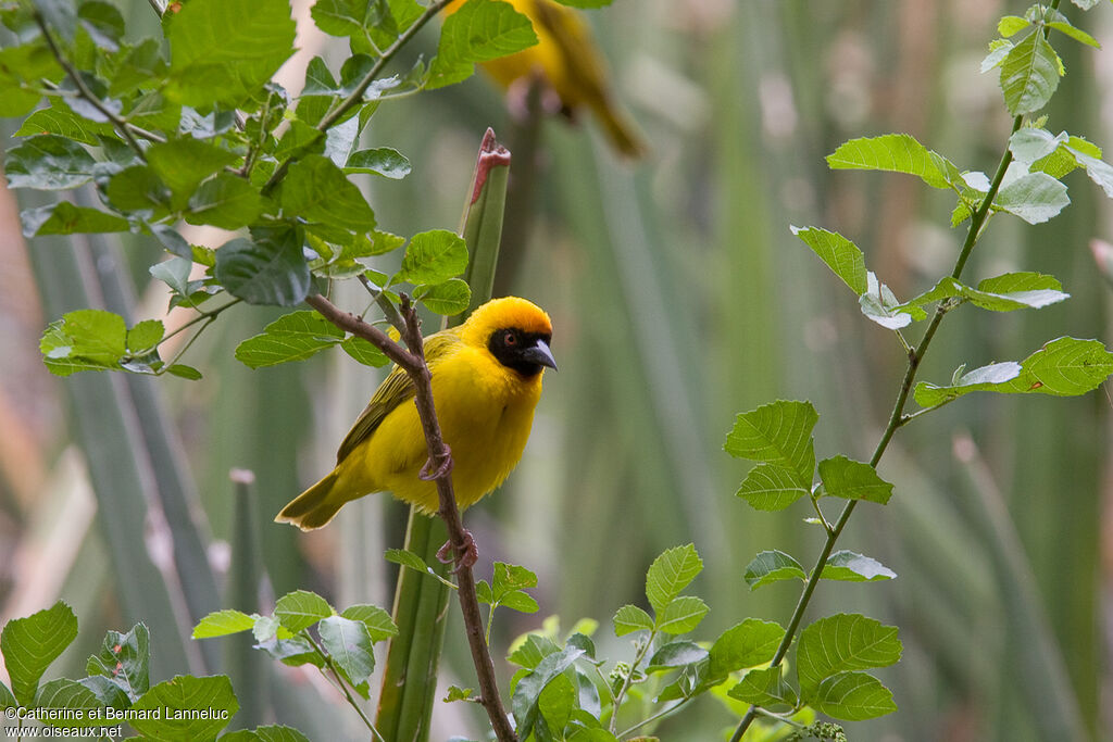 Vitelline Masked Weaver male adult breeding