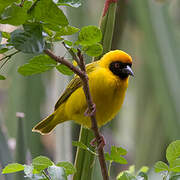 Vitelline Masked Weaver