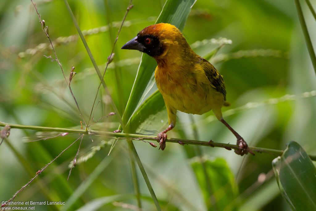 Vitelline Masked Weaver