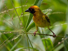 Vitelline Masked Weaver