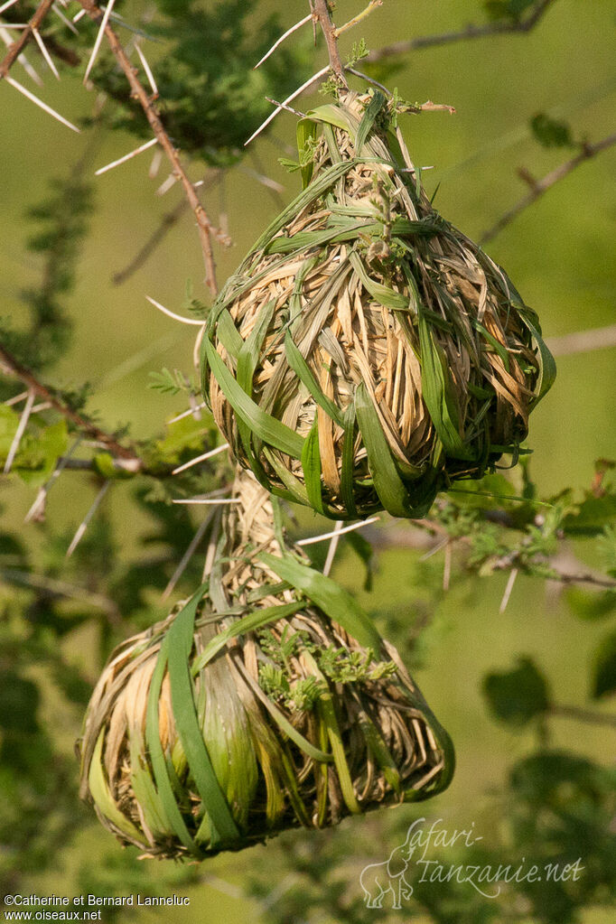 Vitelline Masked Weaver, Reproduction-nesting