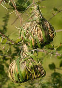 Vitelline Masked Weaver