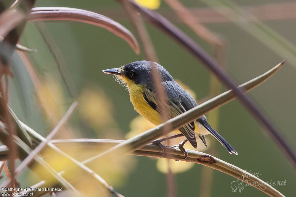 Common Tody-Flycatcher