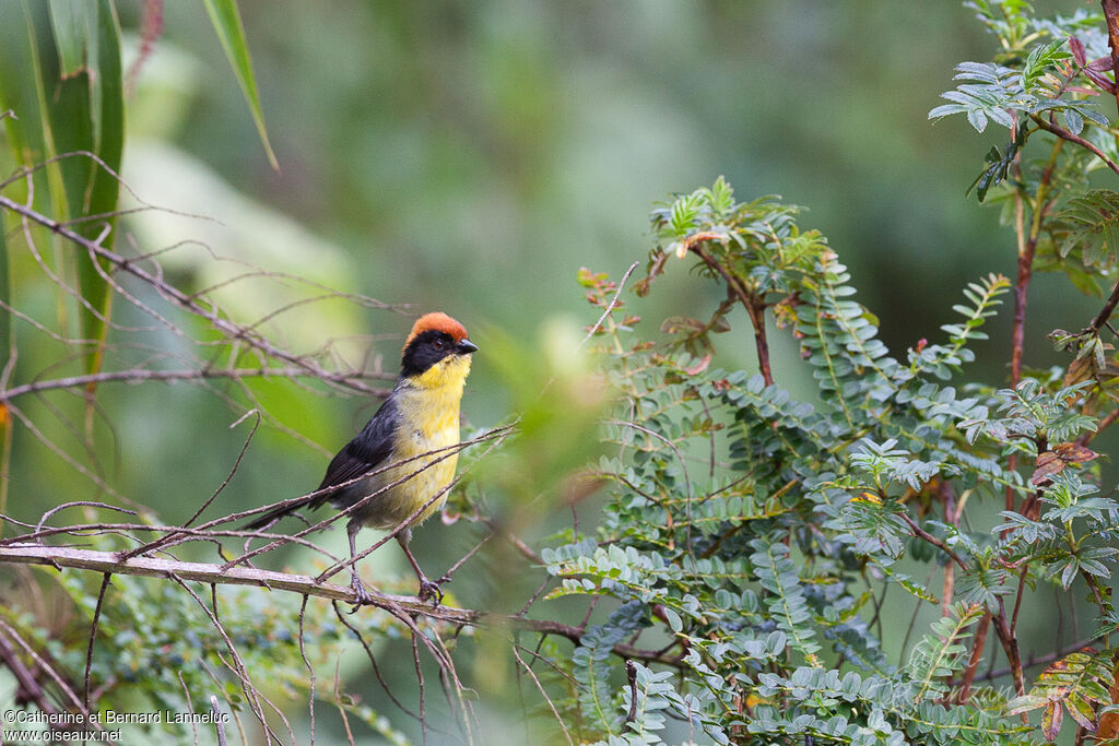 Yellow-breasted Brushfinchadult, identification