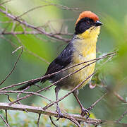 Yellow-breasted Brushfinch