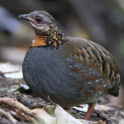 Rufous-throated Partridge