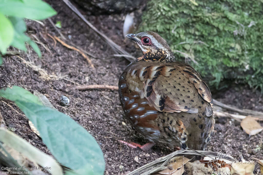 Rufous-throated Partridgeadult