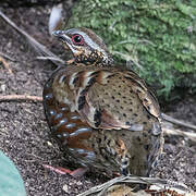 Rufous-throated Partridge