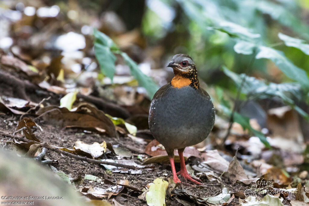 Rufous-throated Partridgeadult, identification