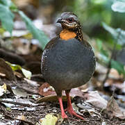 Rufous-throated Partridge