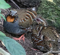 Rufous-throated Partridge