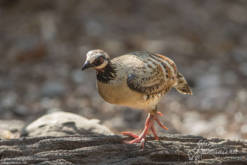 Bar-backed Partridgeadult, identification