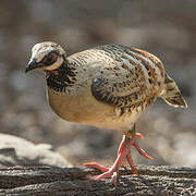 Bar-backed Partridge