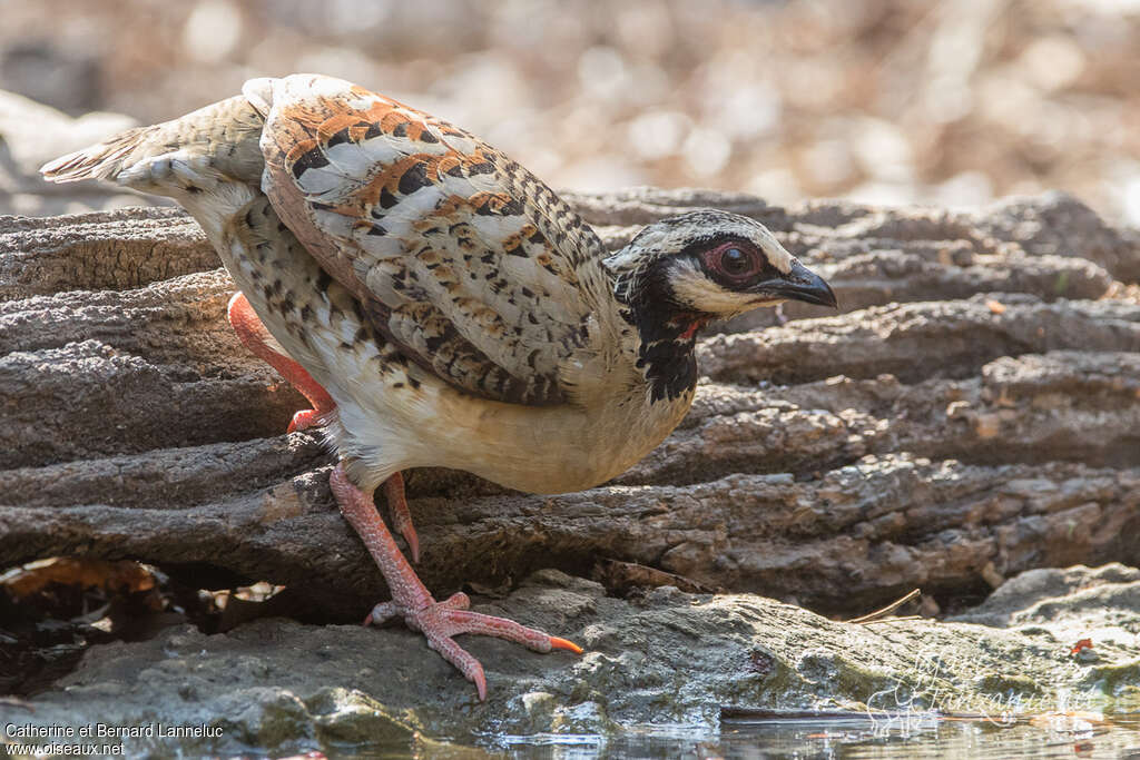 Bar-backed Partridgeadult, identification