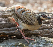 Bar-backed Partridge