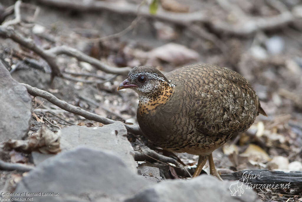 Green-legged Partridgeadult, identification