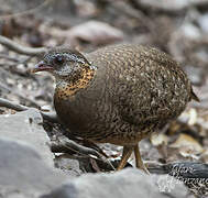 Green-legged Partridge