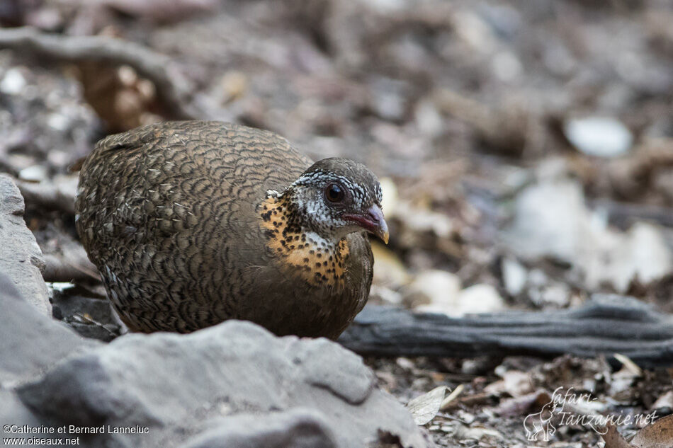 Green-legged Partridgeadult