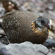 Green-legged Partridge