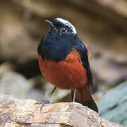 White-capped Redstart