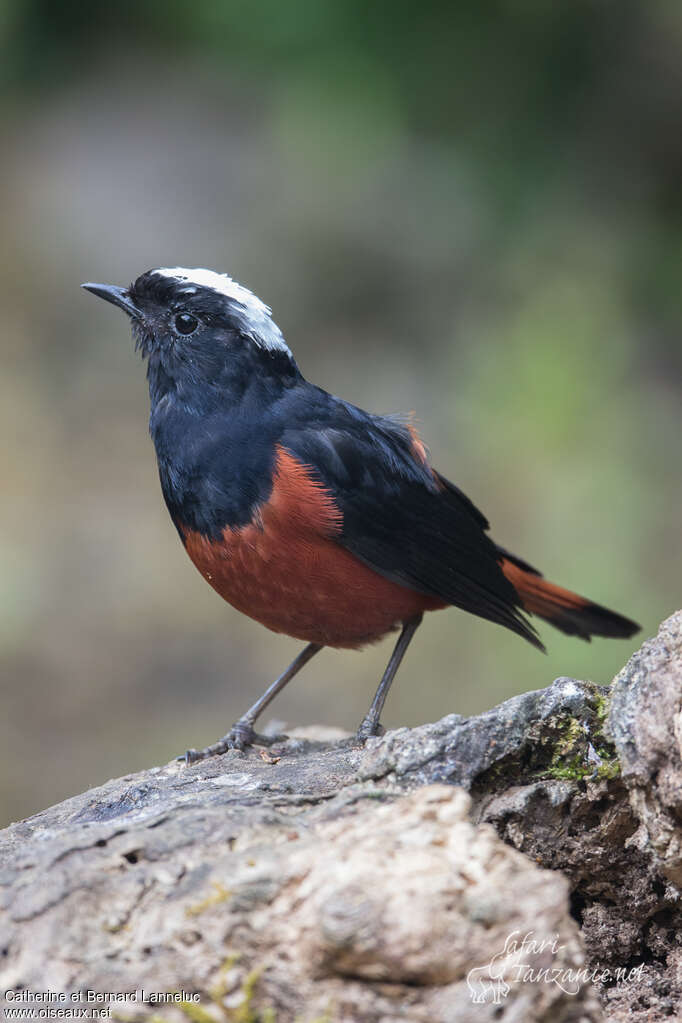 White-capped Redstartadult, identification