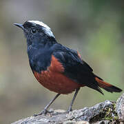 White-capped Redstart