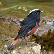 White-capped Redstart