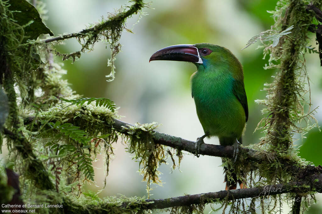 Toucanet à croupion rougeadulte, habitat