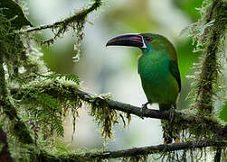 Toucanet à croupion rouge