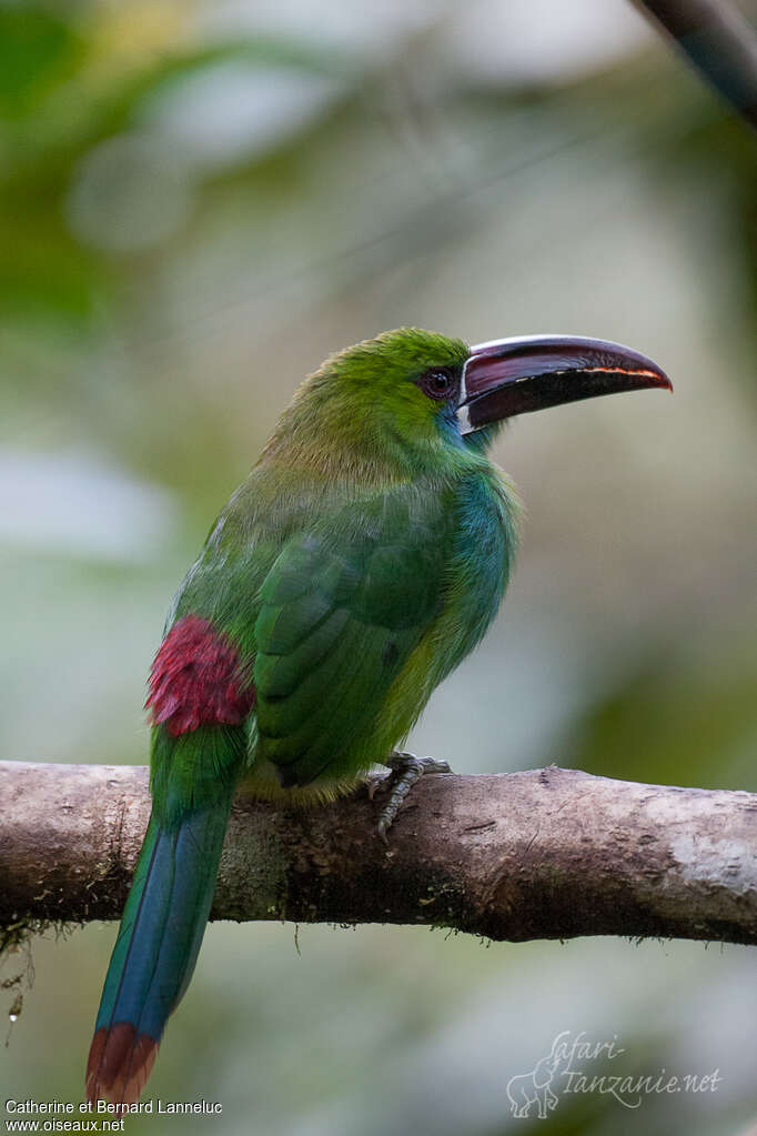 Toucanet à croupion rougeadulte, identification