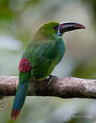 Toucanet à croupion rouge